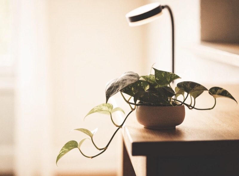 A potted trailing plant on a desk under a slim clip-on grow light
